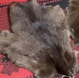 Шкурка бобра выделанная большая