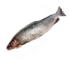 Хариус свежемороженый (1000-1500) грамм)