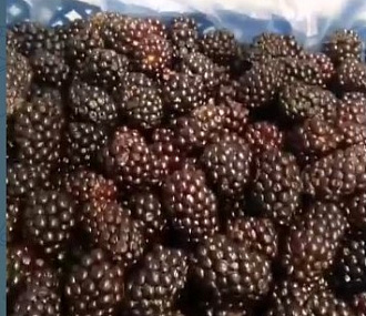 Ежевика садовая замороженная ( коробка 9 кг) 