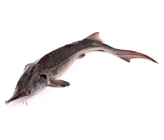 Стерлядь 0,5-1,5 кг потрошеная аквакультура (свежемороженая)