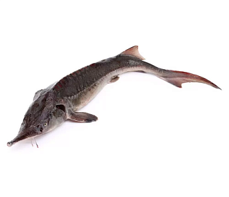 Стерлядь 0,5-1,5 кг потрошеная аквакультура (свежемороженая)