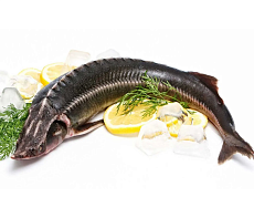 Осётр Ленский свежемороженый потрошеный с головой (3-5кг) аквакультура