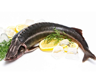 Осётр Ленский свежемороженый потрошеный с головой (3-5кг) аквакультура