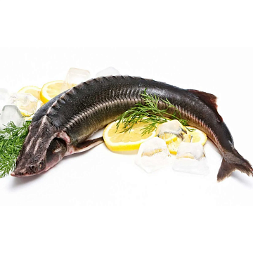 Фото Осётр Ленский свежемороженый потрошеный с головой (3-5кг) аквакультура