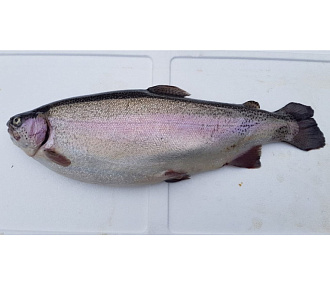 Форель свежемороженая из Карелии