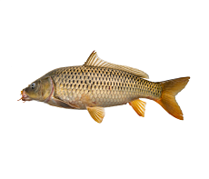 Сазан неразделанный с/м (1,5-3,5 кг)