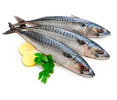 Скумбрия свежемороженая неразделанная IQF 500+ Фарерские острова (коробка 25 кг) 