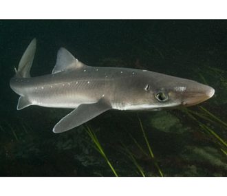 Акула Черноморская Катран потрошеная без головы 