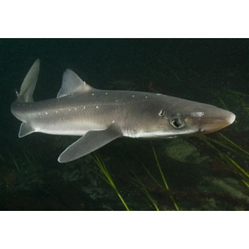 Фото Акула Черноморская Катран потрошеная без головы 