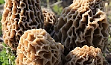 Превью Сморчки замороженные (коробка 7 кг) 