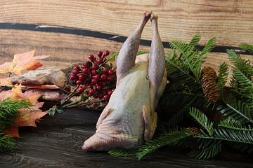 Фото Фазан вольерный 0,6-0,8кг 