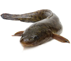 Налим свежемороженый (5-12 кг)