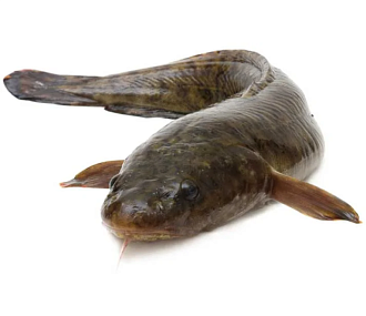 Налим свежемороженый (5-12 кг)