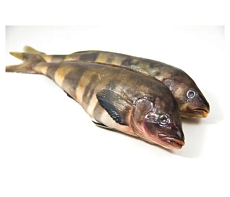 Терпуг неразделанный свежемороженый 