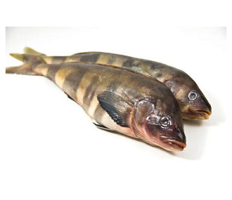 Терпуг неразделанный свежемороженый 