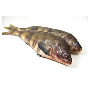 Фото Терпуг неразделанный свежемороженый 