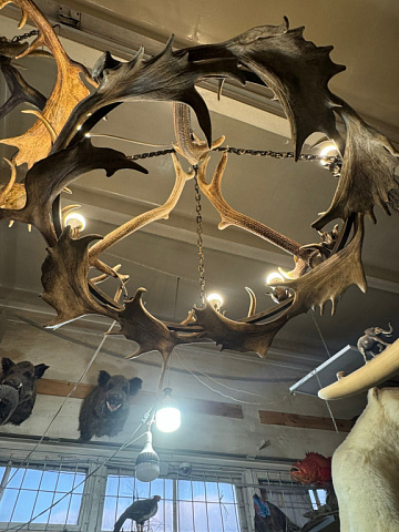 Фото Люстра с рогами оленя 1 ярус