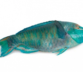 Рыба-попугай PARROTFISH(SCARUS SPP) целая,непотрошеная с/м