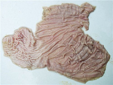 Желудок дикого кабана