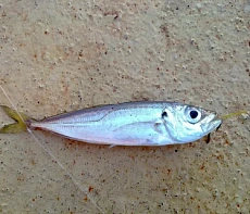 Ставридка черноморская 8-10