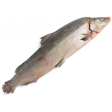 Фото Муксун свежемороженый 3,5-4 кг Вылов 2025г 