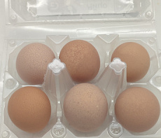 Яйцо цесарки 6шт