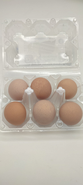 Фото Яйцо цесарки 6шт