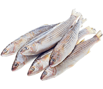 Кефаль Азовская н/р 1000+(коробка 12кг)