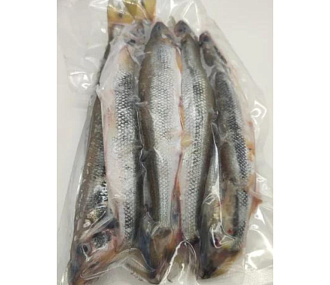 Корюшка азиатская зубастая тихоокеанская свежемороженая (20-35см)