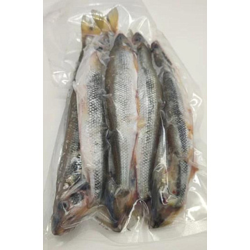 Фото Корюшка азиатская зубастая тихоокеанская свежемороженая (20-35см)