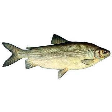 Фото Чир свежемороженый 2-3кг Вылов 2025г