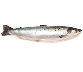 Семга дикая свежемороженая непотрошеная с головой 2-3кг