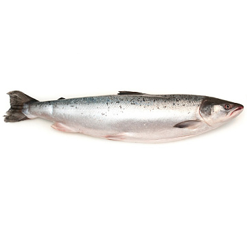 Фото Семга дикая свежемороженая непотрошеная с головой 2-3кг