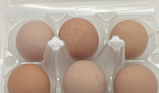 Превью Яйцо цесарки 6шт