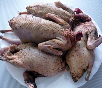 Утка чирок