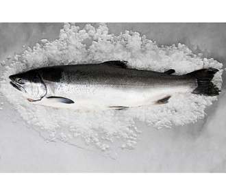 Горбуша свежемороженая непотрошеная 3-4 кг