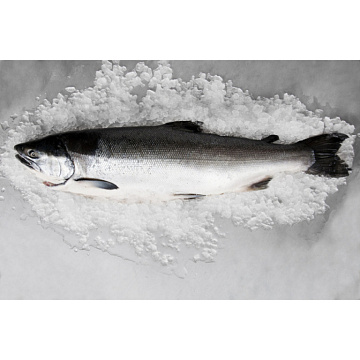 Фото Горбуша свежемороженая непотрошеная 3-4 кг