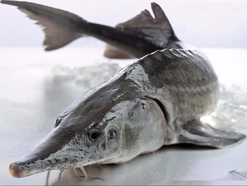 Белуга замороженная без головы потрошеная 8-10 кг  Фото Белуга замороженная без головы потрошеная 8-10 кг