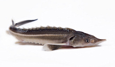 Превью Стерлядь 0,7-1,5 кг непотрошеная аквакультура (свежемороженая)