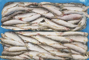 Фото Ряпушка свежемороженая  не потрошёная (мешки 24-25 кг) Вылов 2025г 