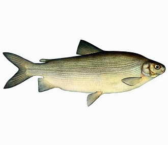 Чир свежемороженый1,5-2кг Вылов 2025г 