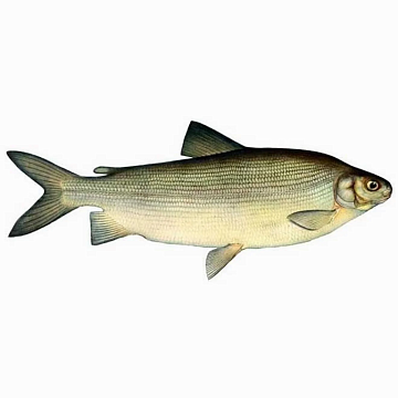 Фото Чир свежемороженый1,5-2кг Вылов 2025г 