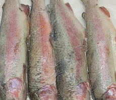 Форель потрошеная замороженная 250-300гр Фермерские продукты