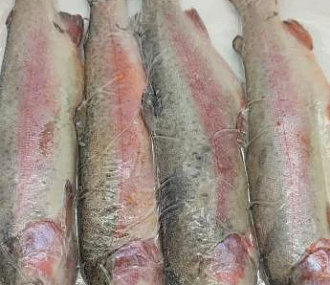 Форель потрошеная замороженная 250-300гр Фермерские продукты