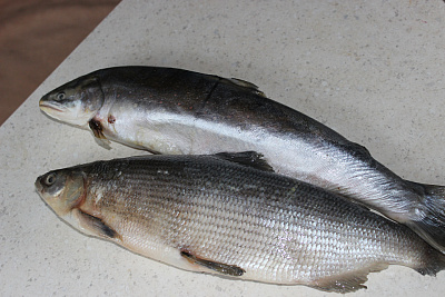 Товар Пелядь 1+