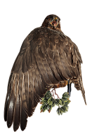 Канюк на медальоне