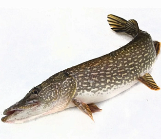 Щука свежемороженная непотрошеная 0,7-1кг