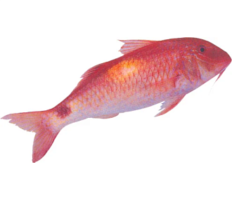 Рыба барабуля GOAT FISH(PARUPENEUS SPP) целая,непотрошеная с/м