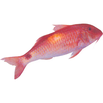 Фото Рыба барабуля GOAT FISH(PARUPENEUS SPP) целая,непотрошеная с/м