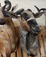 Голова голубой антилопы гну